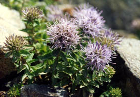Campanula jacquinii